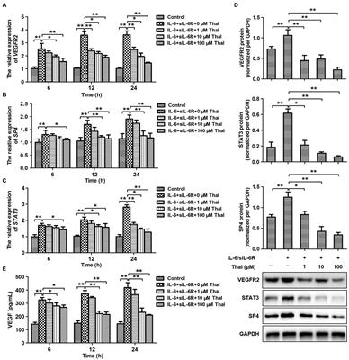 Thalidomide Suppresses Angiogenesis Through the Signal Transducer and Activator of Transcription 3/SP4 Signaling Pathway in the Peritoneal Membrane